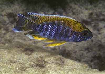 Aulonocara jacobfreibergi 'Chirwa Island'